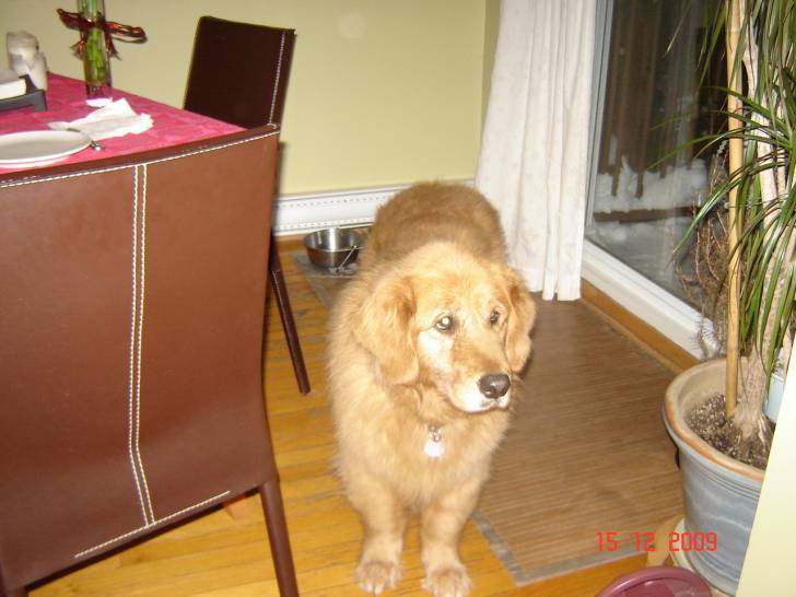 emma - Golden Retriever (9 ans)