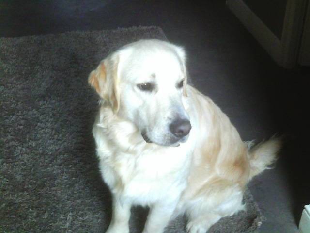 Harry - Golden Retriever Mâle (1 an)