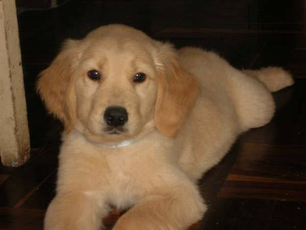 leandro - Golden Retriever Mâle (6 mois)
