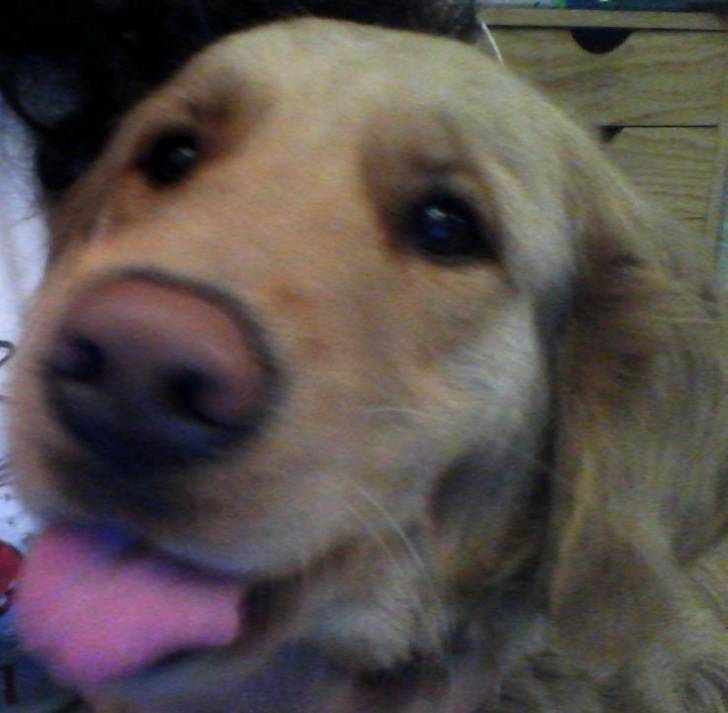 kelly - Golden Retriever (4 ans)
