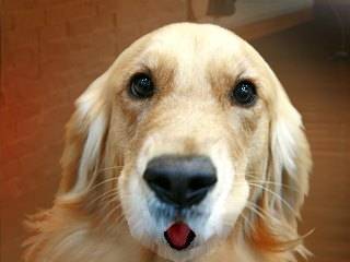 ohh - Golden Retriever (2 ans)
