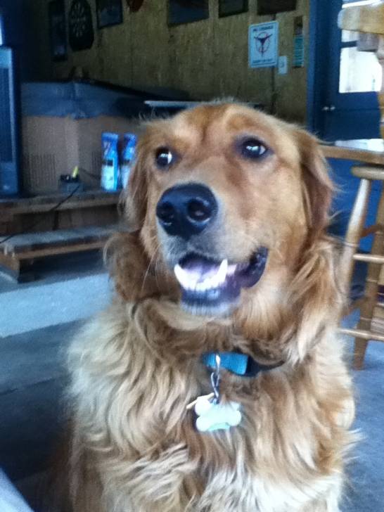 Buddy - Golden Retriever Mâle (3 ans)