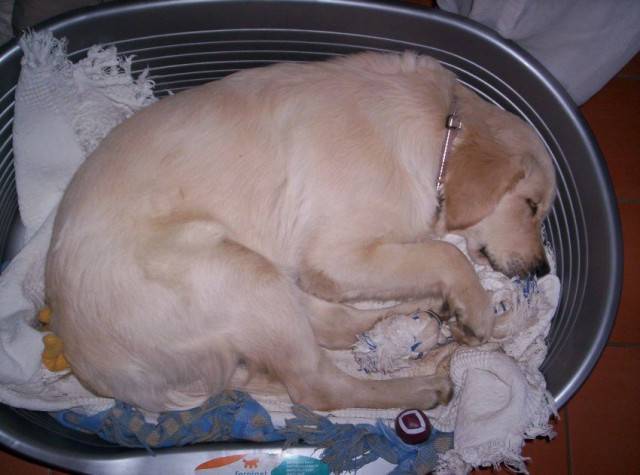 canelle - Golden Retriever (1 mois)