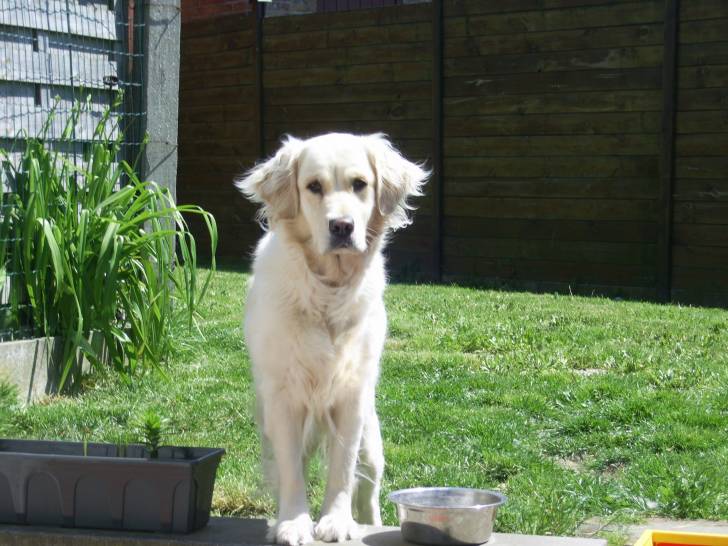 Kim - Golden Retriever (2 ans)