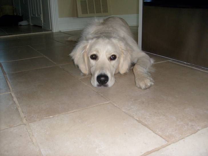 Jenna - Golden Retriever (4 ans)