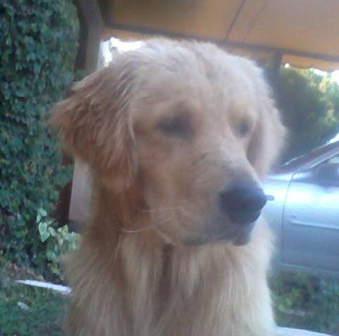 Simba - Golden Retriever Mâle (1 an)