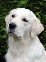 Bart - Golden Retriever Mâle (5 ans)