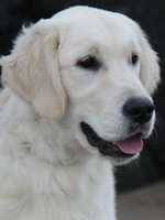 Bart - Golden Retriever Mâle (5 ans)