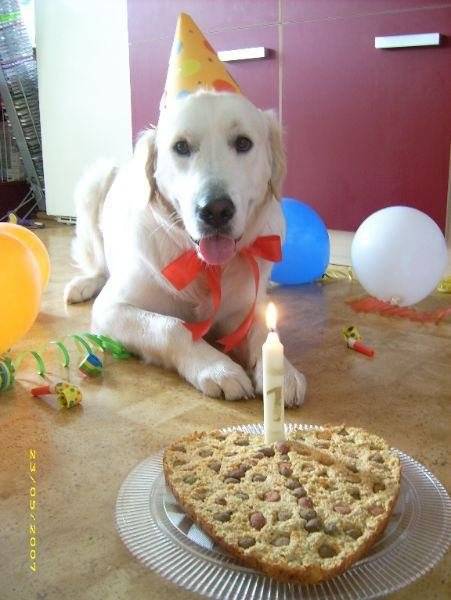 Lucy Last Month She Turned 5 :D - Golden Retriever (5 ans)