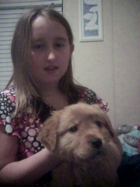 Bear and Libby - Golden Retriever Mâle (7 mois)