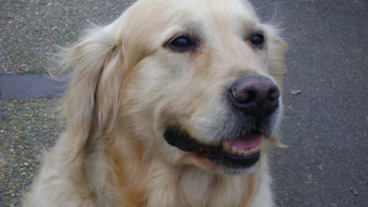 miki - Golden Retriever Mâle (6 ans)