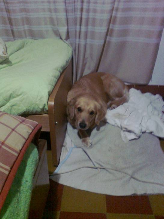 Mi perrita - Golden Retriever (10 mois)