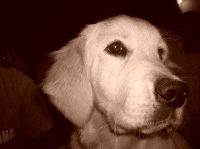 canelle - Golden Retriever (1 mois)