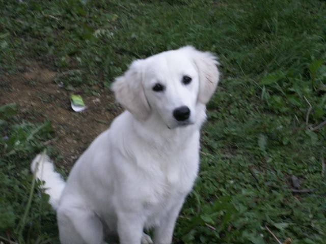 dixie - Golden Retriever (1 an)