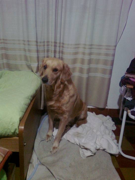 Mi perrita Dulce - Golden Retriever (4 ans)