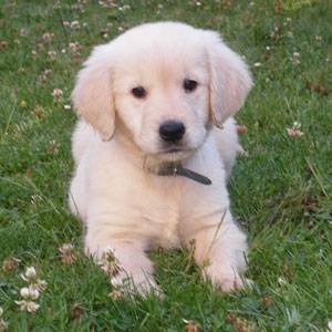 MEDALLA - Golden Retriever (1 an)