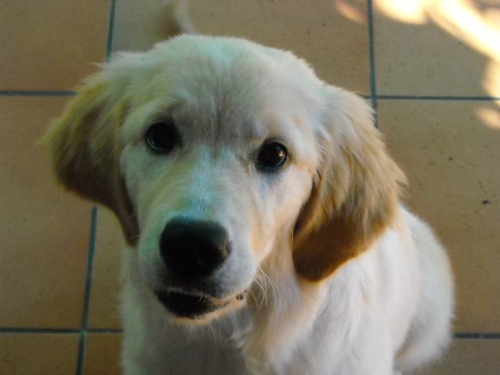 eden - Golden Retriever (1 an)