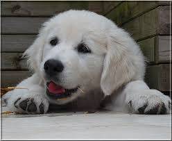 Jolya - Golden Retriever (7 mois)