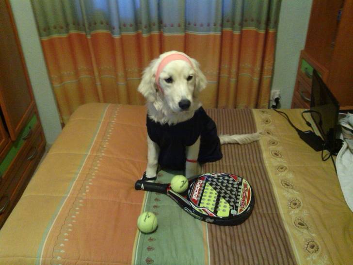 Nana - Golden Retriever (1 an)