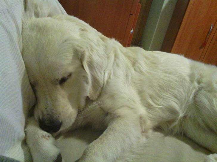 Nana - Golden Retriever (1 an)