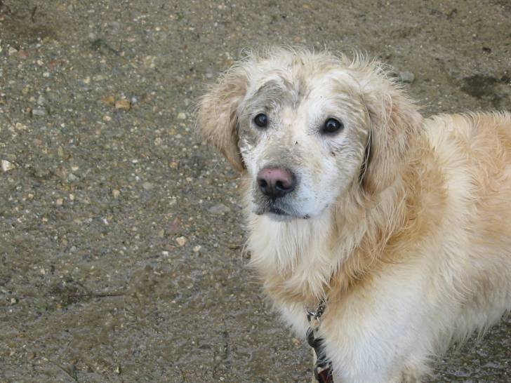 Diégo - Golden Retriever Mâle (7 ans)