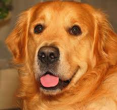 harry - Golden Retriever Mâle (1 an)