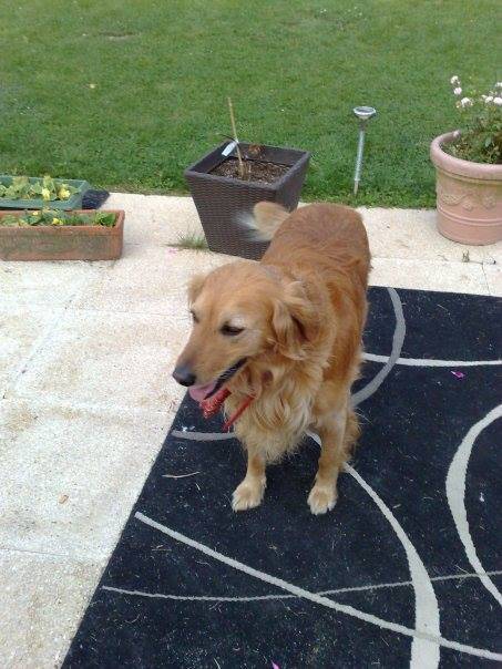 Ulysse - Golden Retriever Mâle (6 ans)