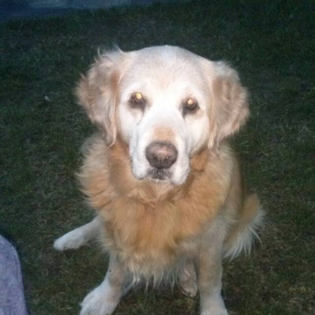 Xena - Golden Retriever (14 ans)