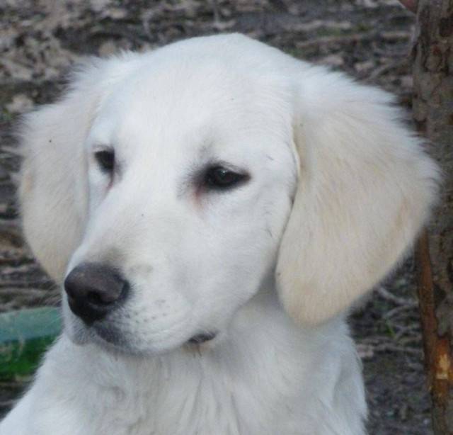 Daïko - Golden Retriever Mâle (6 mois)