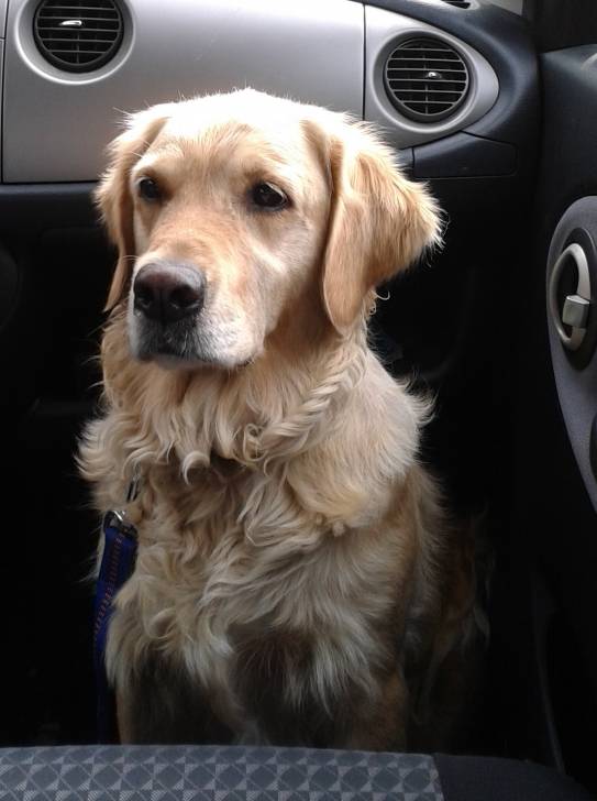 Fanny - Golden Retriever (7 ans)