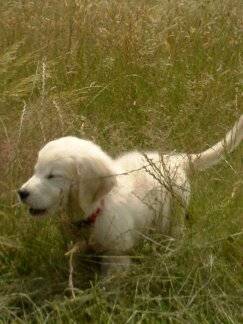 jessy - Golden Retriever (6 mois)