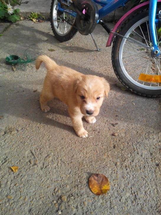 Guizmo - Golden Retriever Mâle (2 mois)
