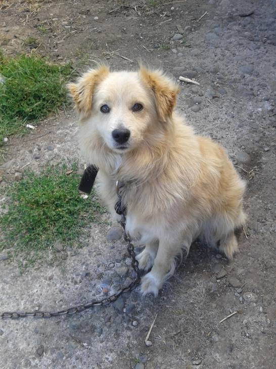 lucas - Golden Retriever Mâle (8 mois)