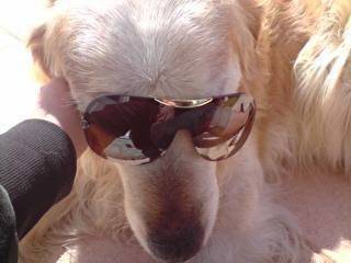 Shance - Golden Retriever Mâle (9 mois)