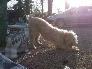 Tahia - Golden Retriever (5 ans)