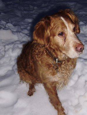 Rouky - Golden Retriever Mâle (15 ans)