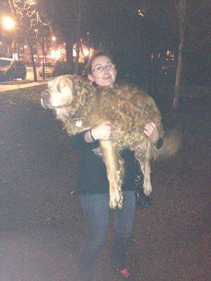 Rouky - Golden Retriever Mâle (15 ans)
