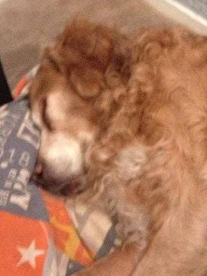 Rouky - Golden Retriever Mâle (15 ans)
