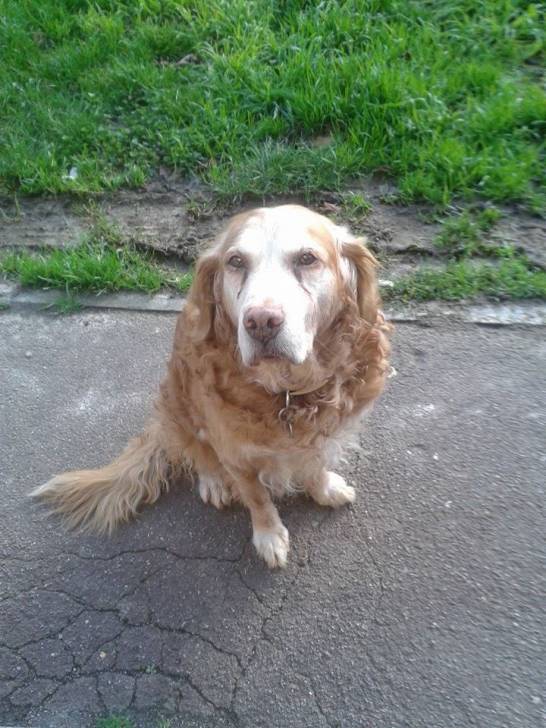 Rouky - Golden Retriever Mâle (15 ans)