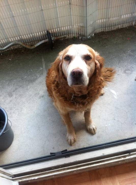 Rouky - Golden Retriever Mâle (15 ans)