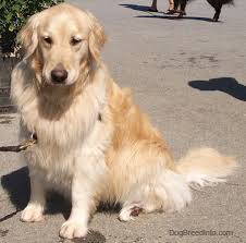 Pup - Golden Retriever Mâle (8 ans)
