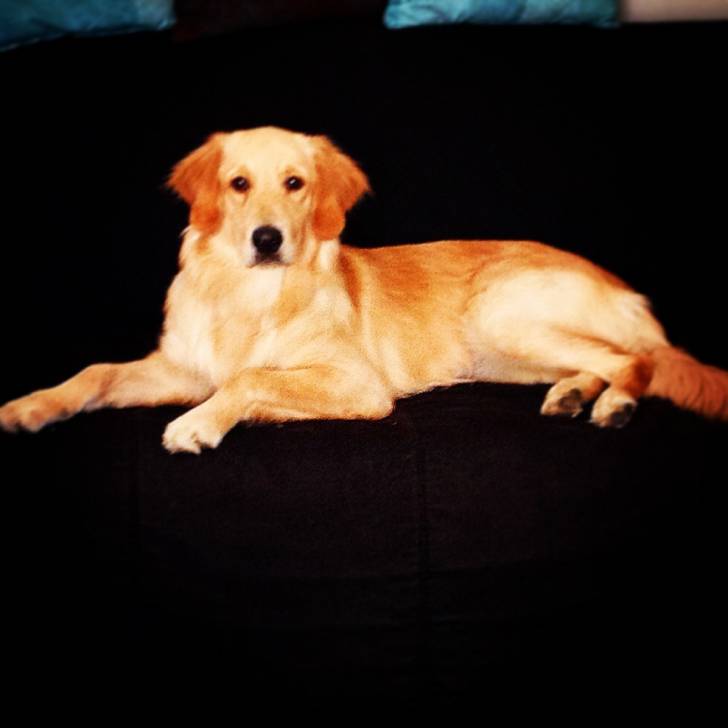 Bianca - Golden Retriever (1 an)