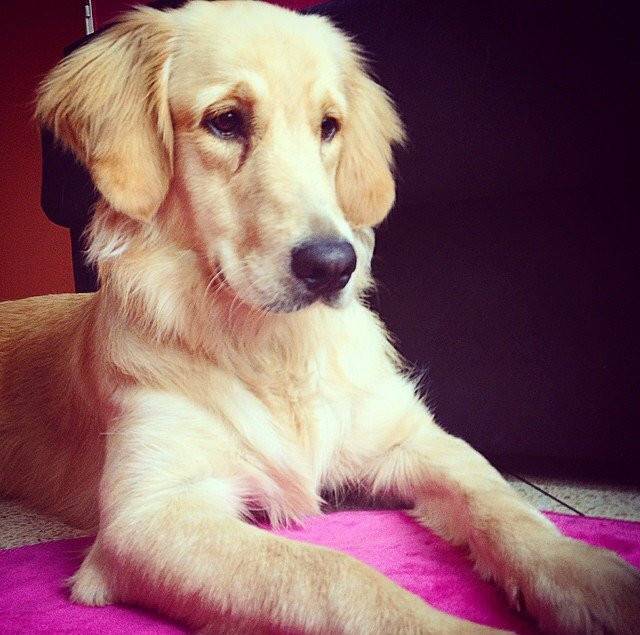 Bianca - Golden Retriever (1 an)