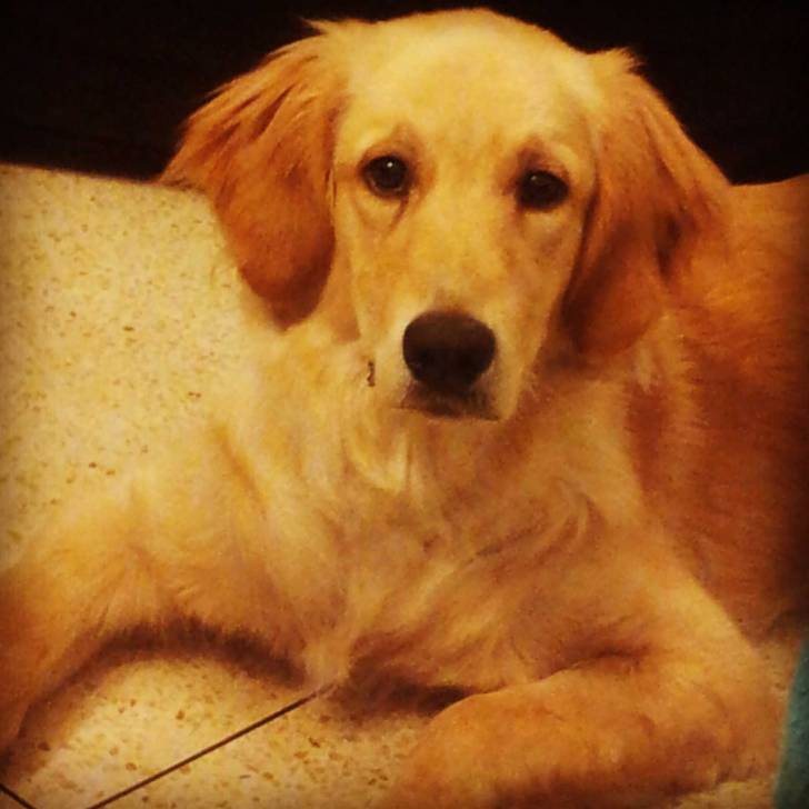 Bianca - Golden Retriever (1 an)