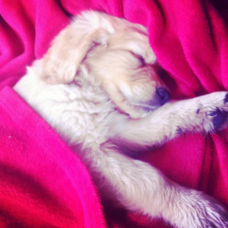 Perry - Golden Retriever Mâle (7 mois)