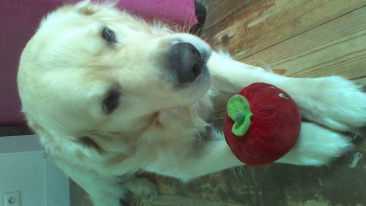 Arcos - Golden Retriever