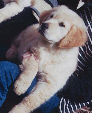 Golden Retriever - Golden Retriever