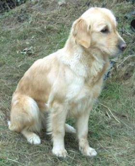 Golden Retriever - Golden Retriever
