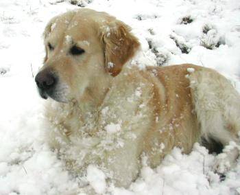 Golden Retriever - Golden Retriever