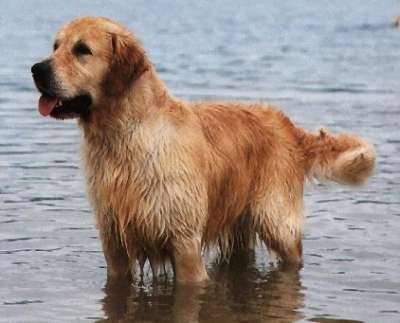 Golden Retriever - Golden Retriever
